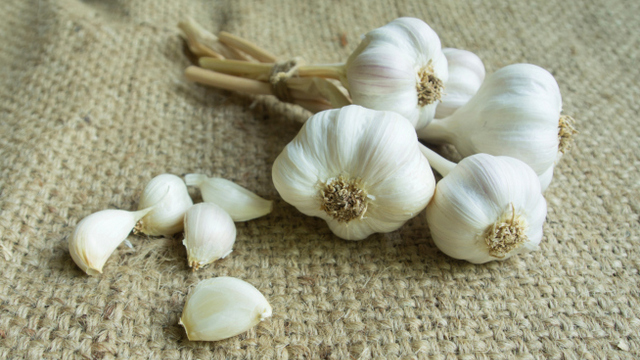 garlic nursing