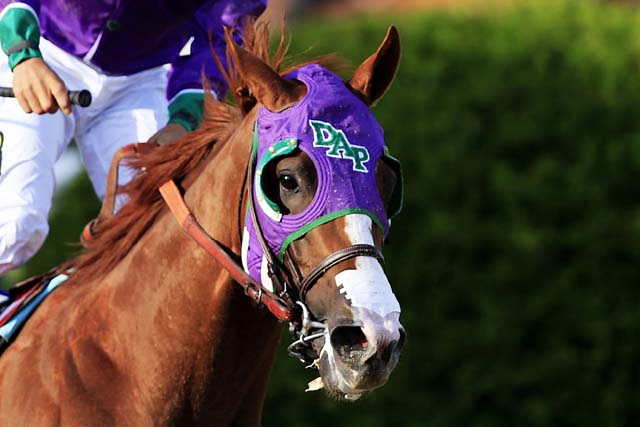 California Chrome dons his nasal strip during the 139th running of the Preakness Stakes 2014. (Getty)