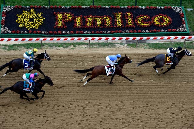 Oxbow #6, ridden by Gary Stevens, leads the field to the finish line to win the 138th running of the 138th Preakness Stakes.(Photo by Patrick Smith/Getty Images)