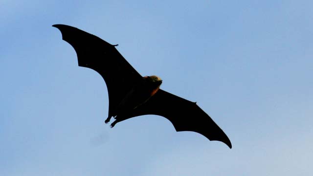 fruit bat, ebola