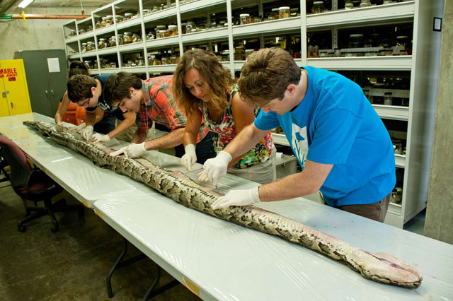 17 Foot Python In Florida Has 87 Eggs Inside Gross Photos 7163