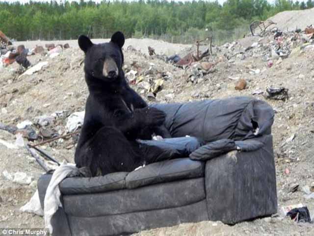 Bear Sitting on Couch Photo: Actual Shot from Canada Dump