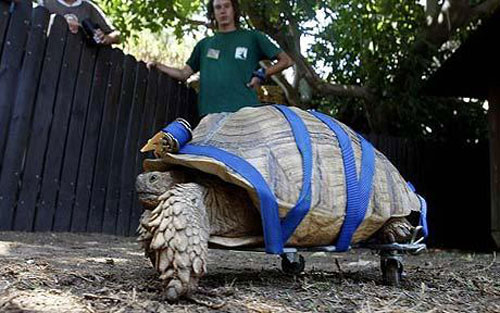 20 Inspiring Handicapped Animals