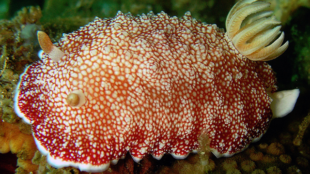 Sea Slug Has ‘disposable Penis Hermaphrodite Grows New One