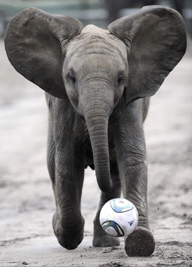 Animals Playing Sports S 20 Awesome Animal Athletes