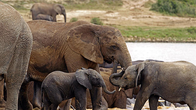 Poachers Kill 86 Elephants in Africa, 33 of Them Pregnant | Heavy.com