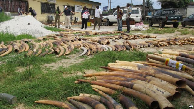 28 Elephants Killed by Poachers in Africa