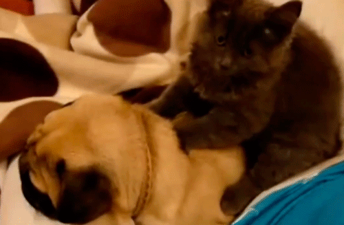cat-massages-pug