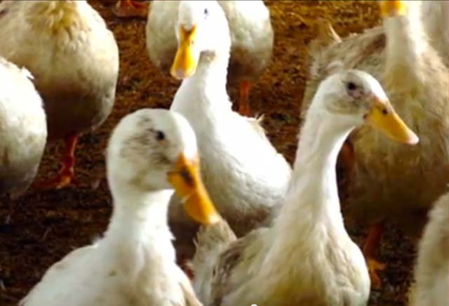 Bird Flu Hits Canada 5 Fast Facts You Need to Know