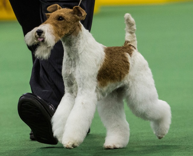 Sky, The Wire Fox Terrier: 5 Fast Facts You Need to Know | Heavy.com