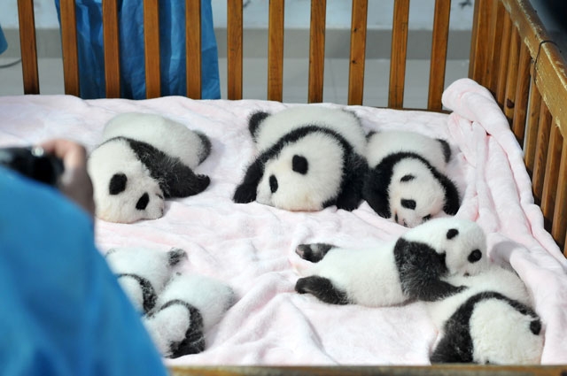 PHOTOS: 14 Chinese Baby Panda Cubs Cuddling in a Crib | Heavy.com | Page 2