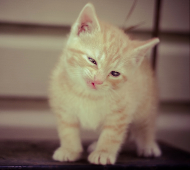 A cat captured in the act of sneezing, with fur fluffed up.