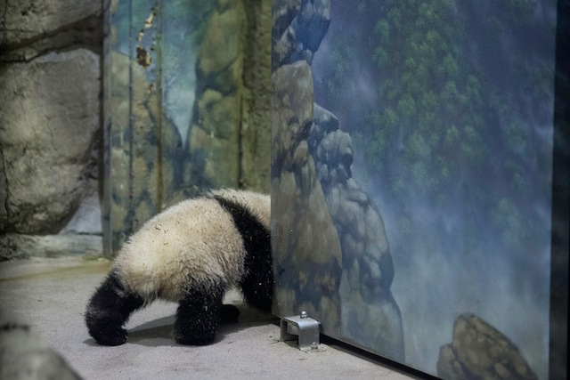 national zoo baby panda bao bao