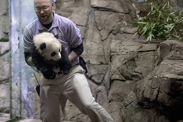 national zoo baby panda