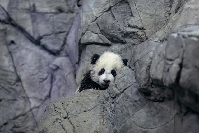 New baby panda