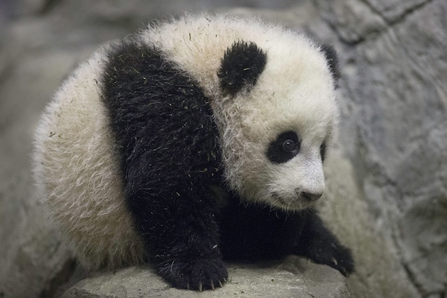 national zoo baby panda