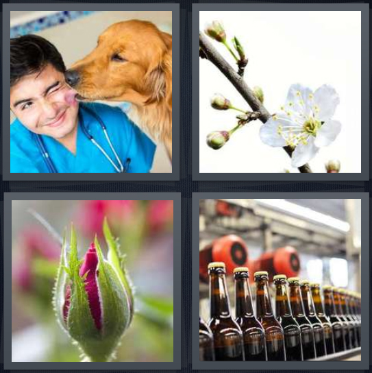 4 Pics 1 Word Answer For Dog Flowers Rose Beer Heavy Com