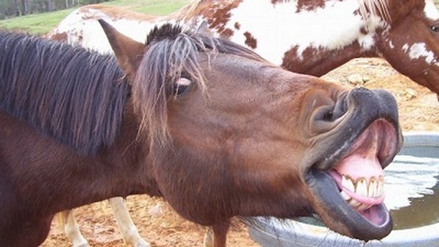 gay horse anal bestiality porn