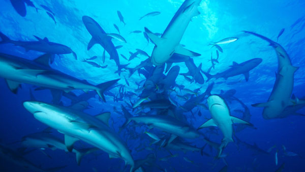 Thousands Of Sharks Migrating North Close Florida Beaches