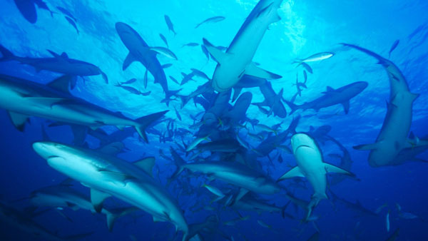 Sharks Migrating In Florida 2014