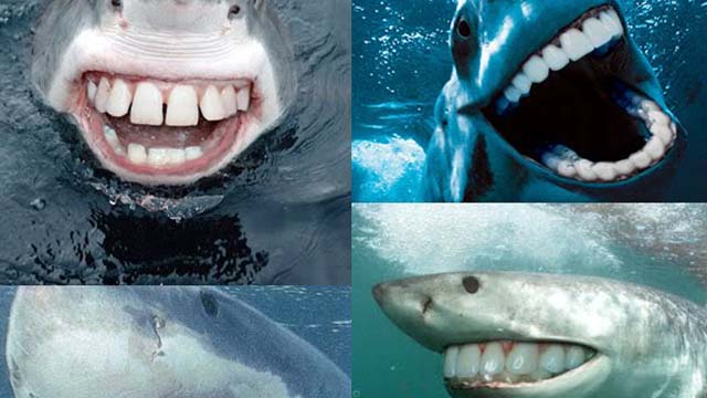 Shark Week 2013: 20 Best Memes to Celebrate All Things Shark | Heavy.com
