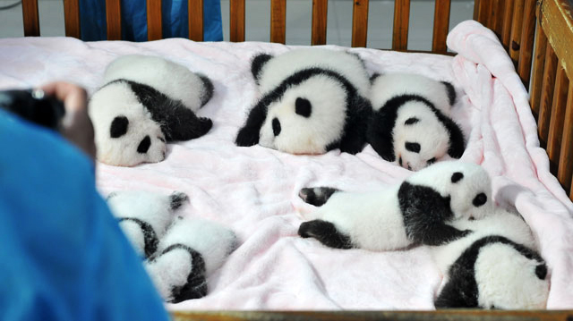 PHOTOS: 14 Chinese Baby Panda Cubs Cuddling in a Crib | Heavy.com