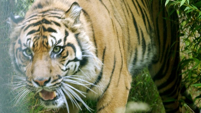 Employee At G.w. Zoo In Wynnewood, Oklahoma Attacked By Tiger 