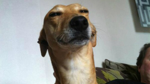 ‘Stoner Dog’ Meme: 20 Pix of the Funny Meme Based Off 10 Guy | Heavy.com