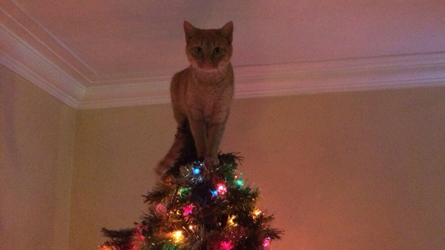 jelly cat christmas tree