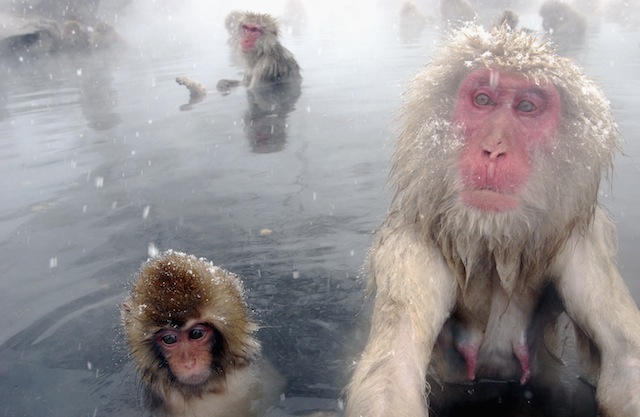 macaques monkey
