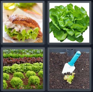 4 Pics 1 Word Answer For Sandwich Leaves Garden Plant Heavy Com