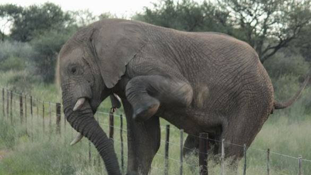 The Politest Elephant You'll Ever See [PHOTO] | Heavy.com