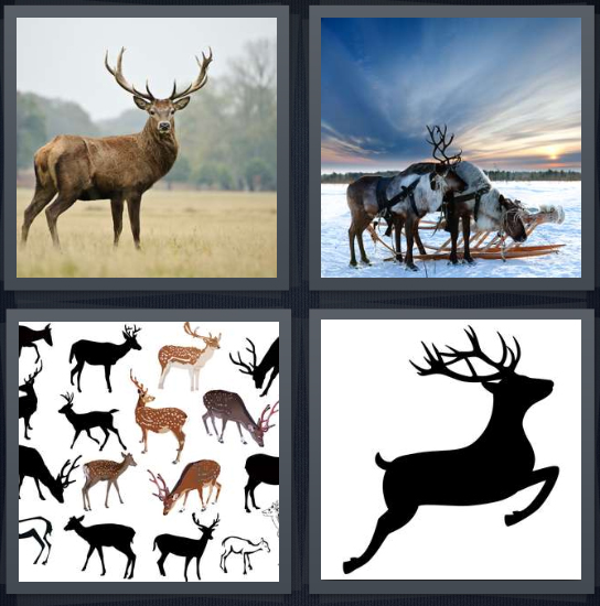 4 Pics 1 Word Answer for Buck, Reindeer, Animals, Bambi 
