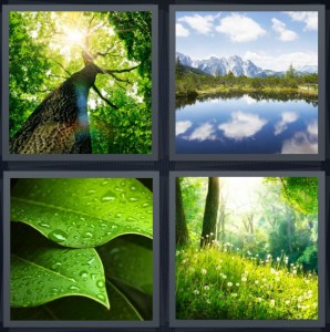 4 Pics 1 Word Answer for Tree, Lake, Leaf, Forest | Heavy.com