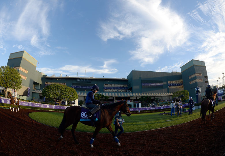 How to Watch Breeders’ Cup Live Stream Online