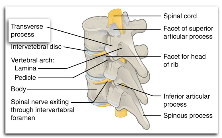 Transverse Process Fracture 5 Fast Facts You Need To Know