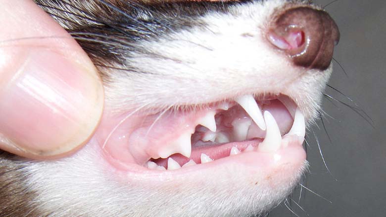 Ferret teeth