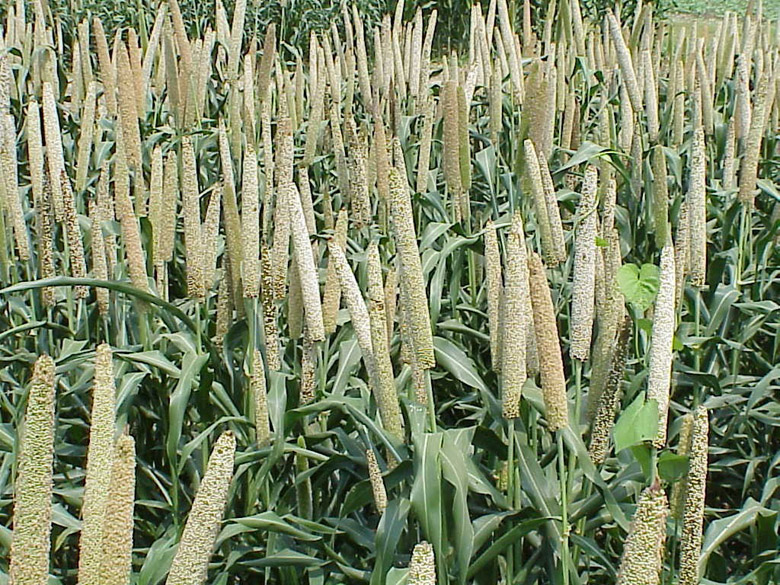 Pearl millet is used in the making of Pombe. (Wikipedia)