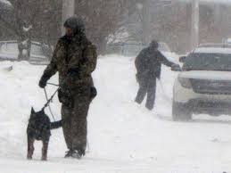 Halifax police with dogs at the scene of the arrest
