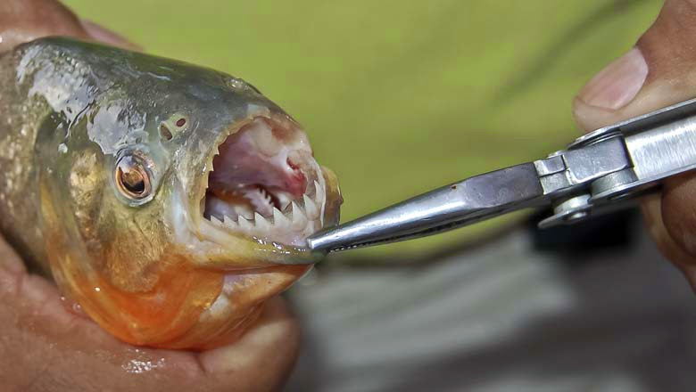 Piranha Teeth
