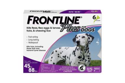 frontline flea prevention