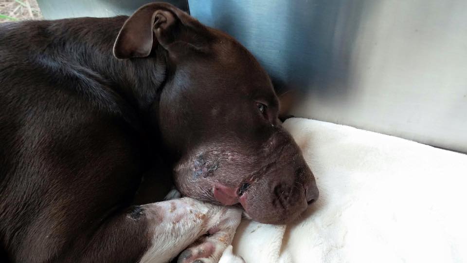 Caitlyn is recovering after several surgeries and treatments. (Charleston Animal Society)