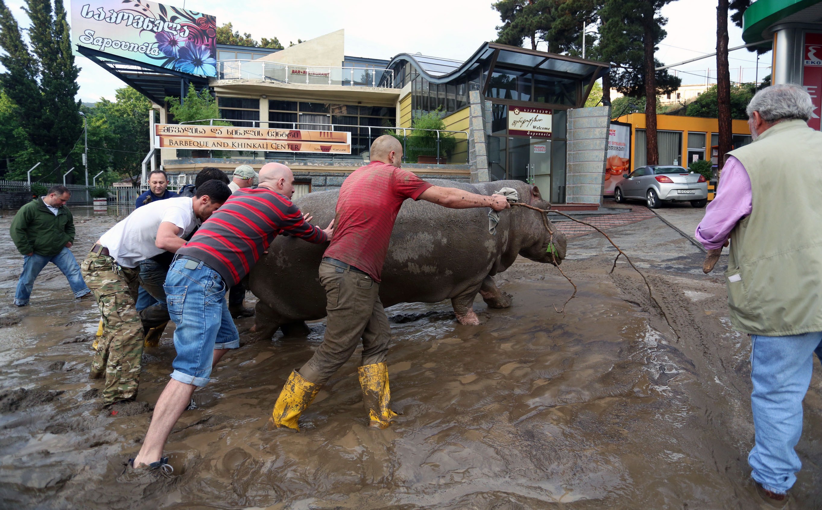 Local residents push a hippopotamus along a flooded street in Tbilisi. (Getty)