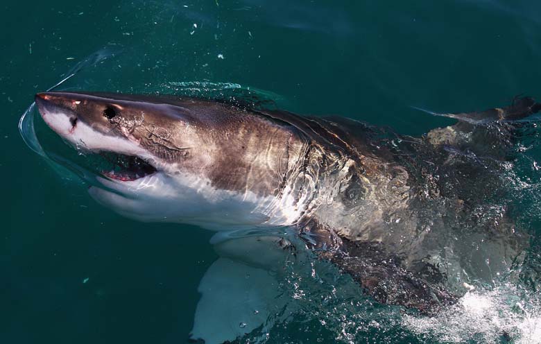 A South African Great White Shark. (Getty)