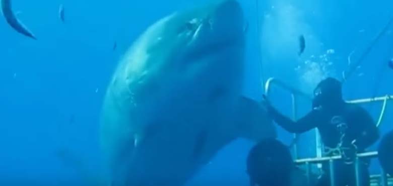 deep blue shark weight