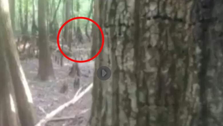 WATCH: Lizard Man of Urban Legend Seen in South Carolina | Heavy.com