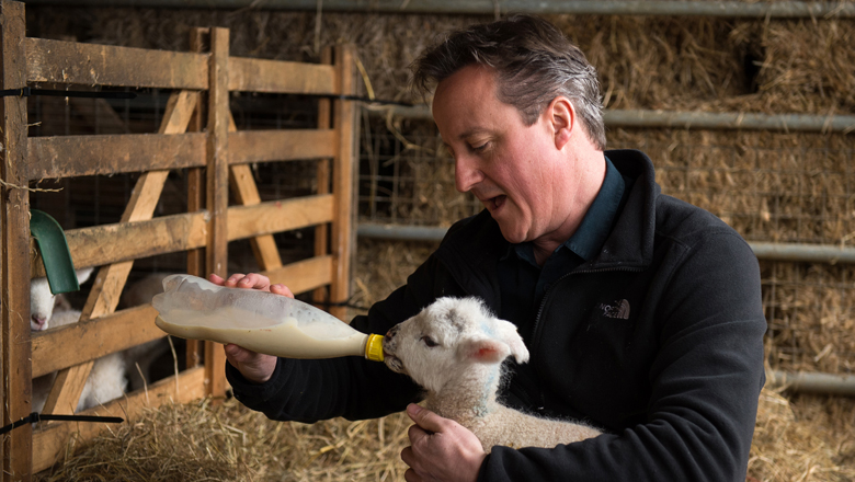 David Cameron The Pig Piggate 5 Facts You Need To Know Heavy Com   Gettyimages 468660214 