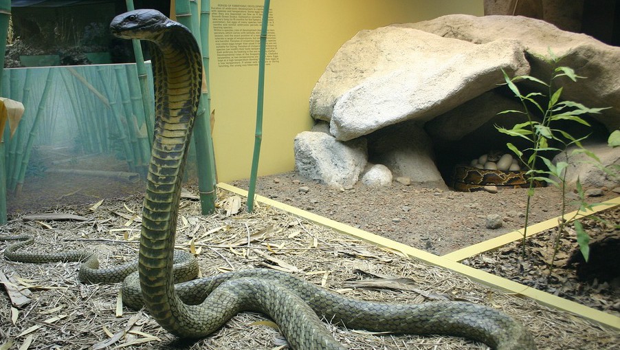 Deadly King Cobra On The Loose In Florida: 5 Fast Facts