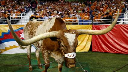 Texas Longhorn Mascot Bevo XIV Dead: 5 Fast Facts You Need to Know