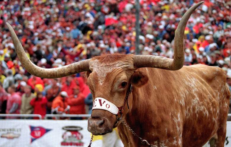 7 Oct 2000: University of Texas Longhorns mascot Bevo attends the game between the Texas Longhorns and Oklahoma Sooners at the Cotton Bowl in Dallas Texas. The Sooners defeated the Longhorns 63-14.Mandatory Credit: Ronald Martinez /Allsport